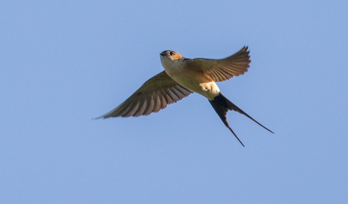 Red-rumped Swallow - Pep Arcos