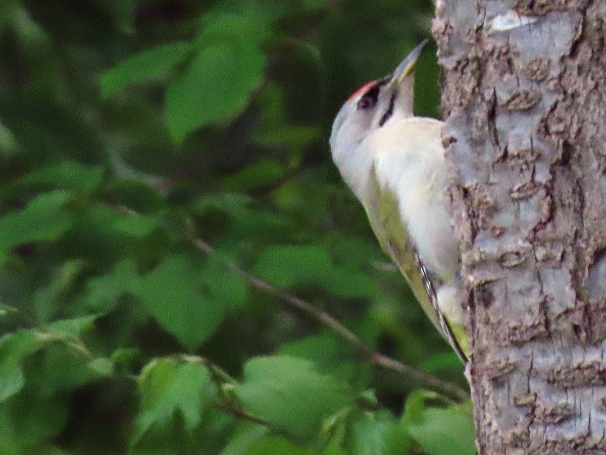 Gray-headed Woodpecker - Anonymous