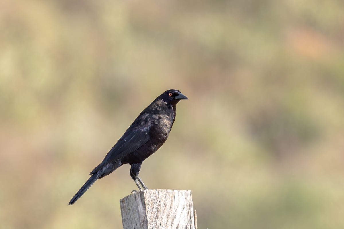 Giant Cowbird - Gustavo Dallaqua