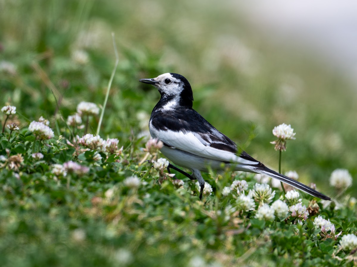 White Wagtail - Takashi Miki