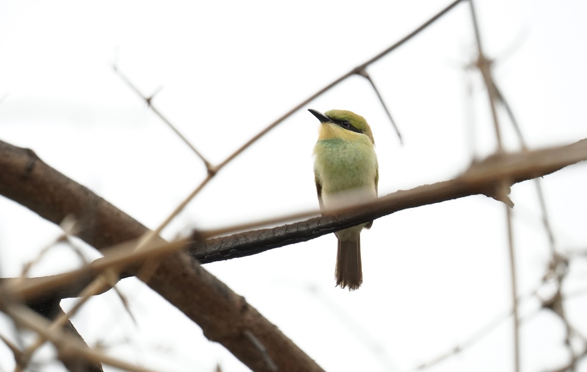 Asian Green Bee-eater - Nathanael Poffley