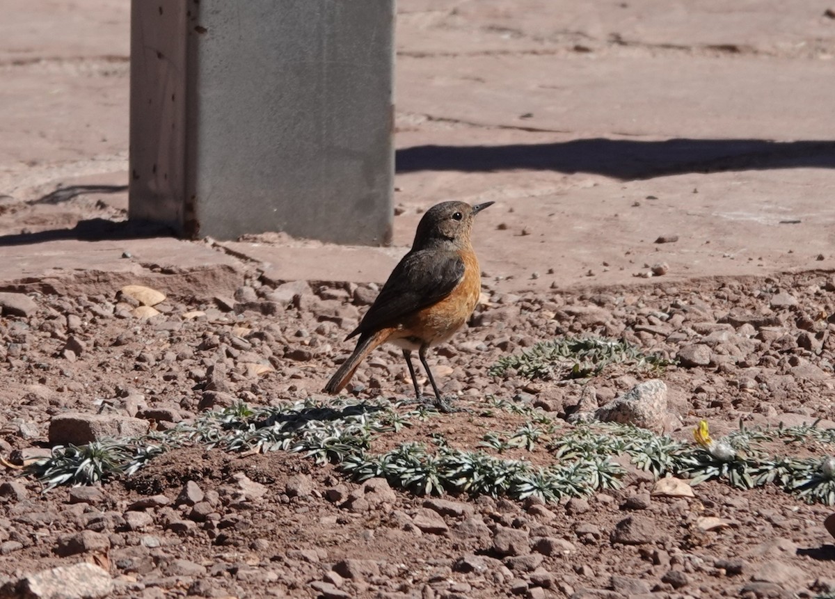 Moussier's Redstart - Juan Ramírez