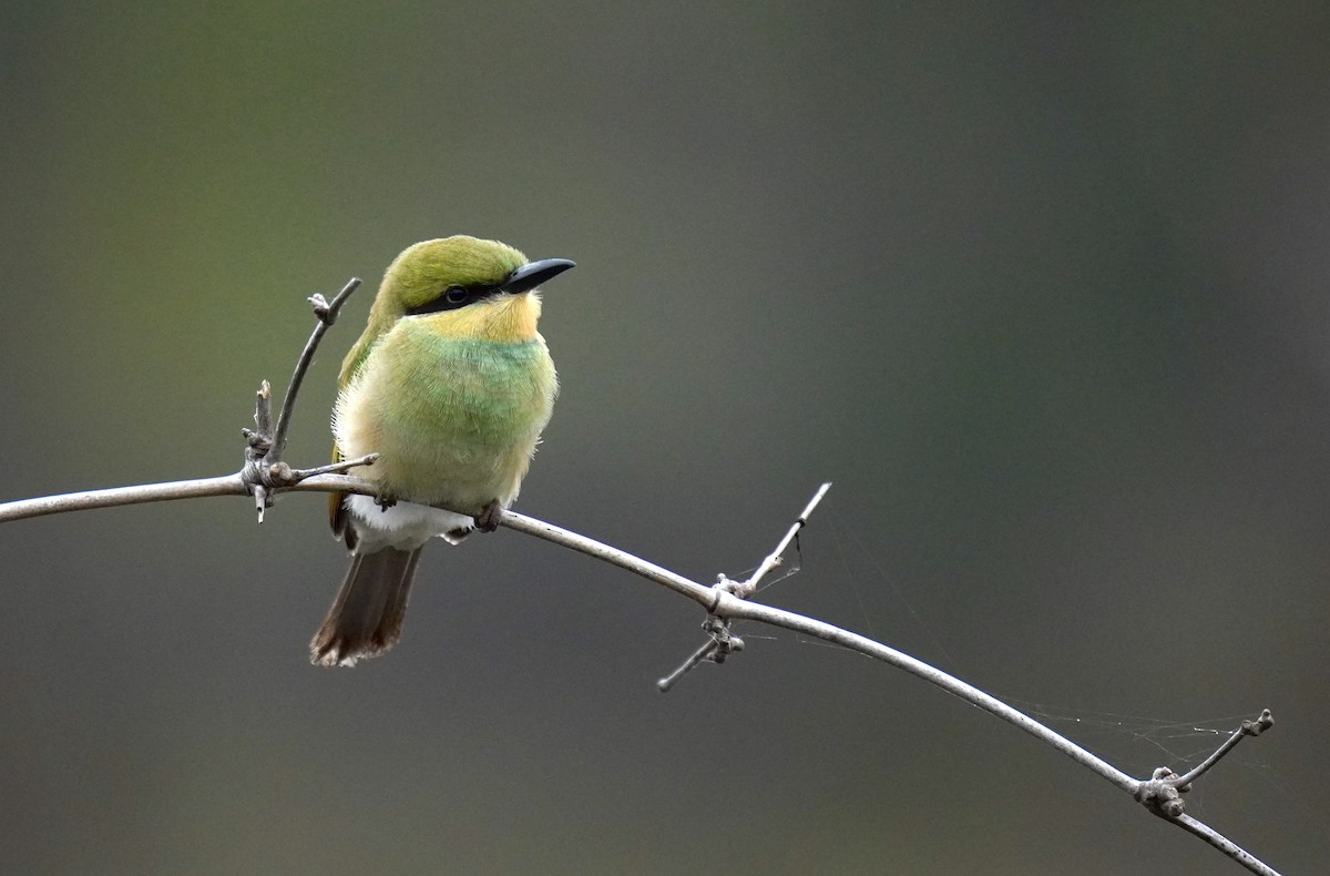 Asian Green Bee-eater - Nathanael Poffley