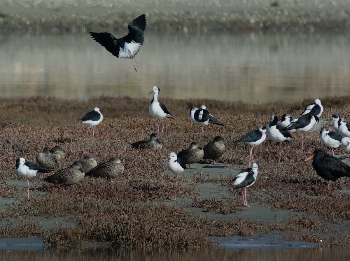 Gray Teal - ML619611509