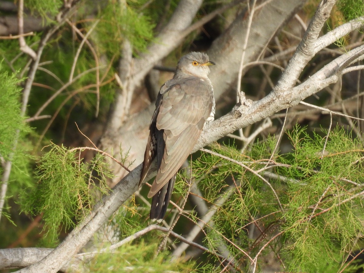 Common Cuckoo - George Watola
