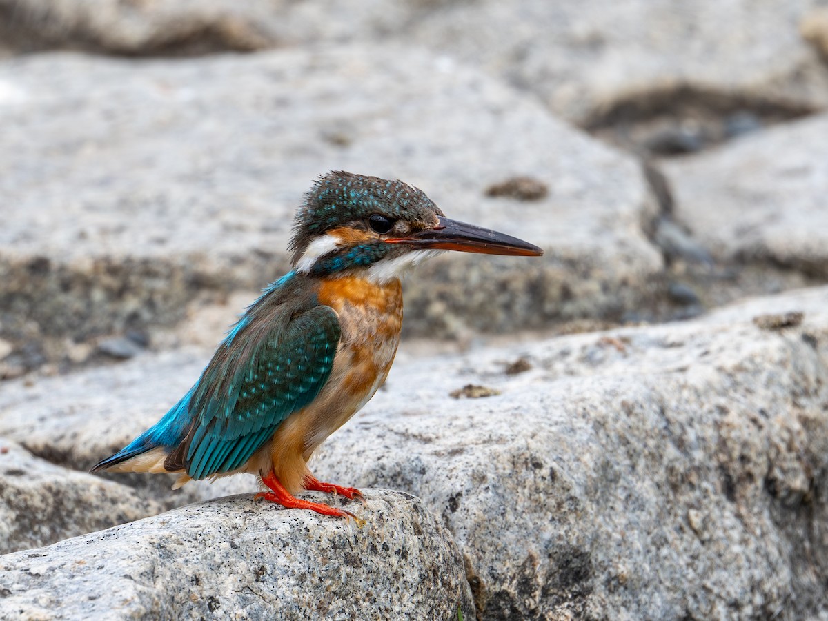 Common Kingfisher - Takashi Miki