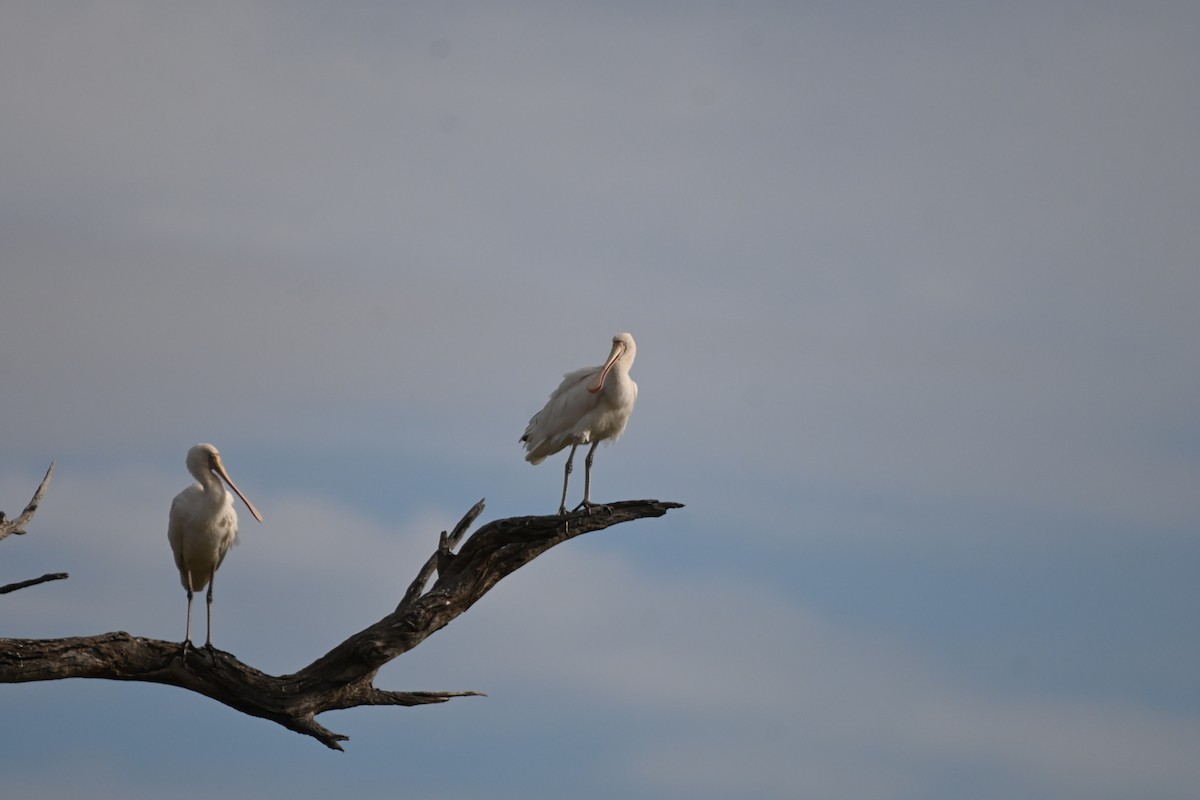 Yellow-billed Spoonbill - ML619611519