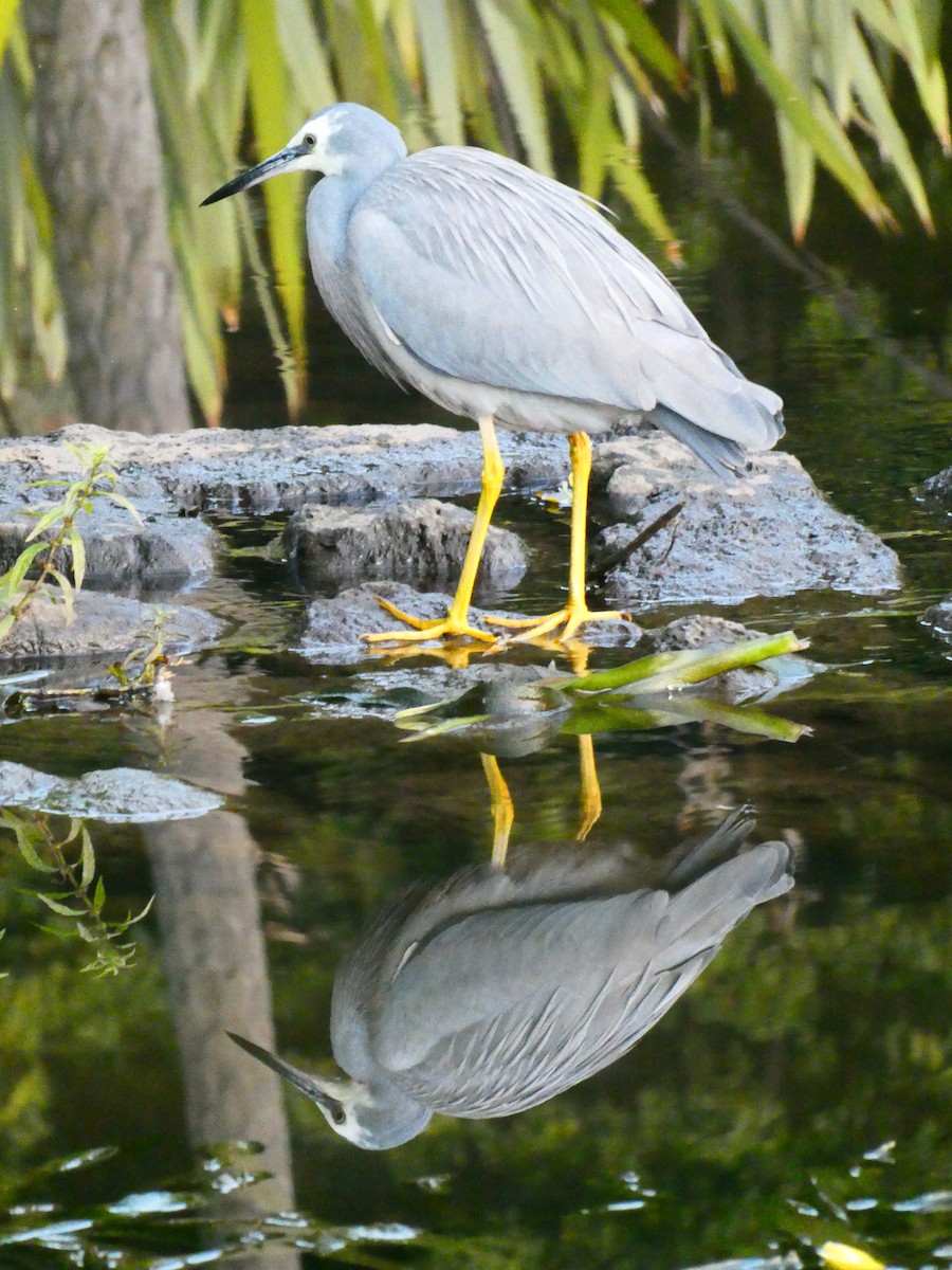 White-faced Heron - ML619611520