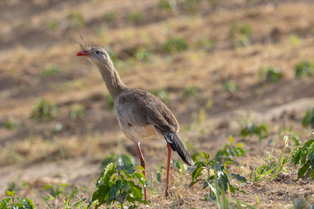 Red-legged Seriema - Gustavo Dallaqua