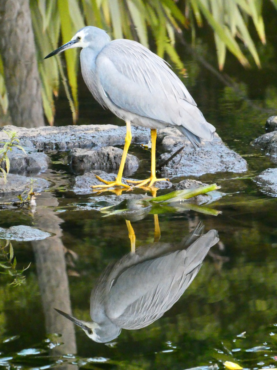 White-faced Heron - Lev Ramchen