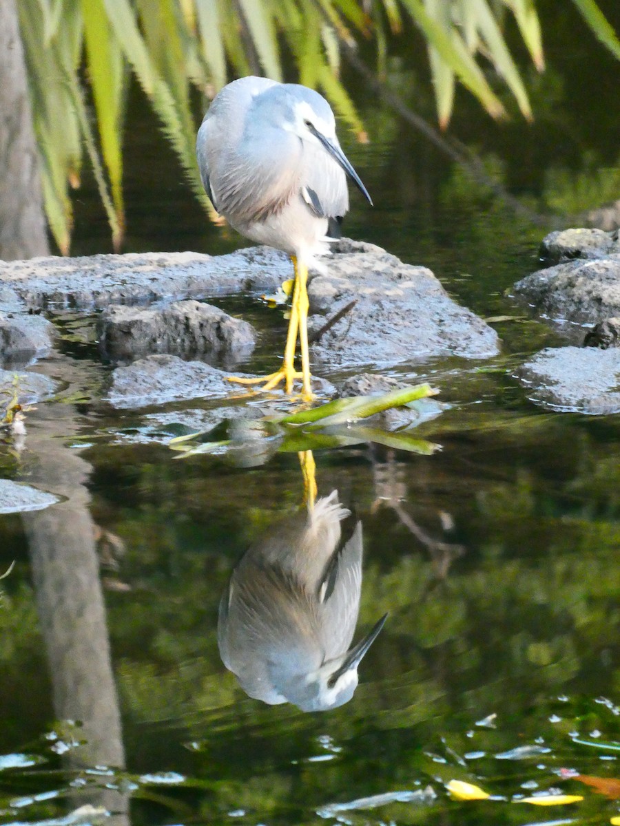 White-faced Heron - Lev Ramchen