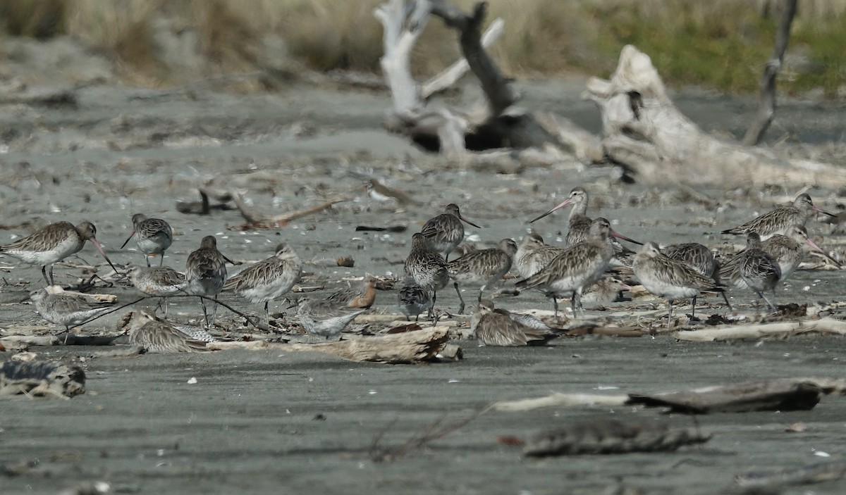 Red Knot - ML619611531