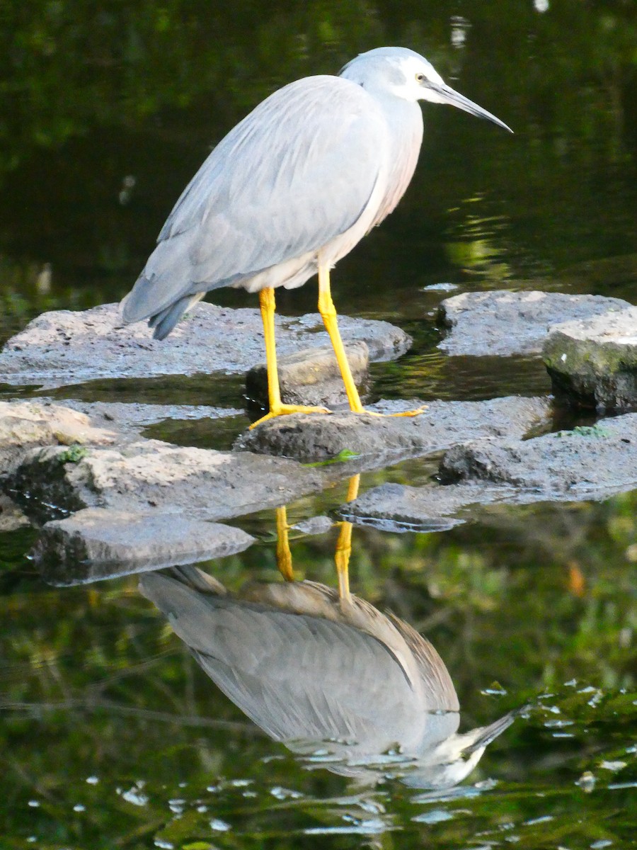 White-faced Heron - ML619611533