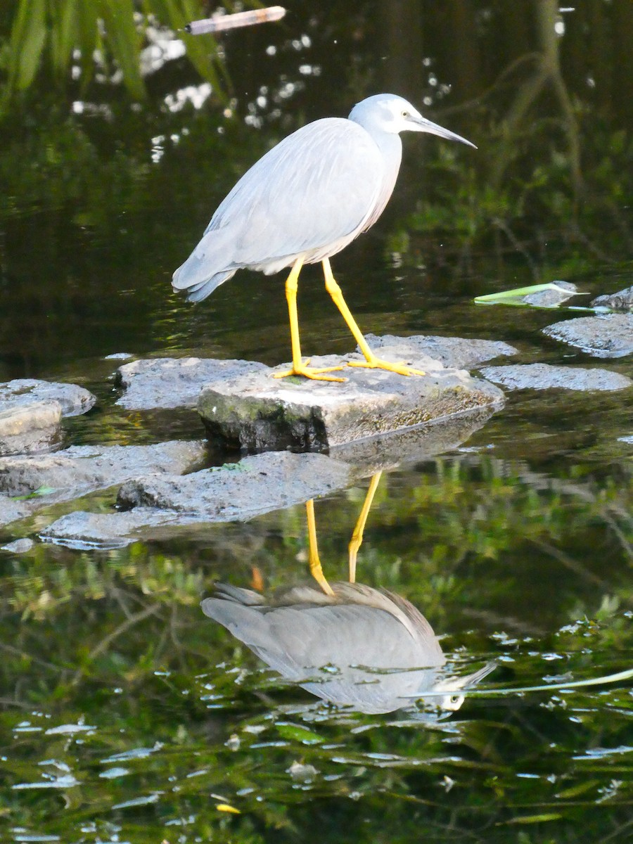 White-faced Heron - Lev Ramchen