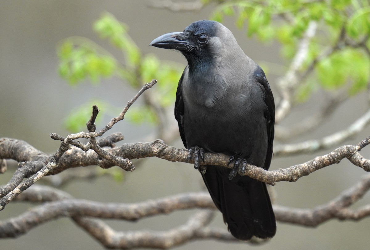 House Crow - ML619611537