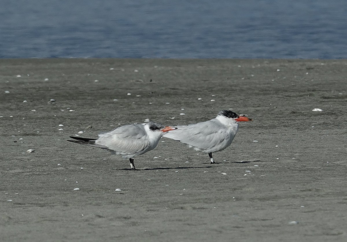 Caspian Tern - Jenny Edwards