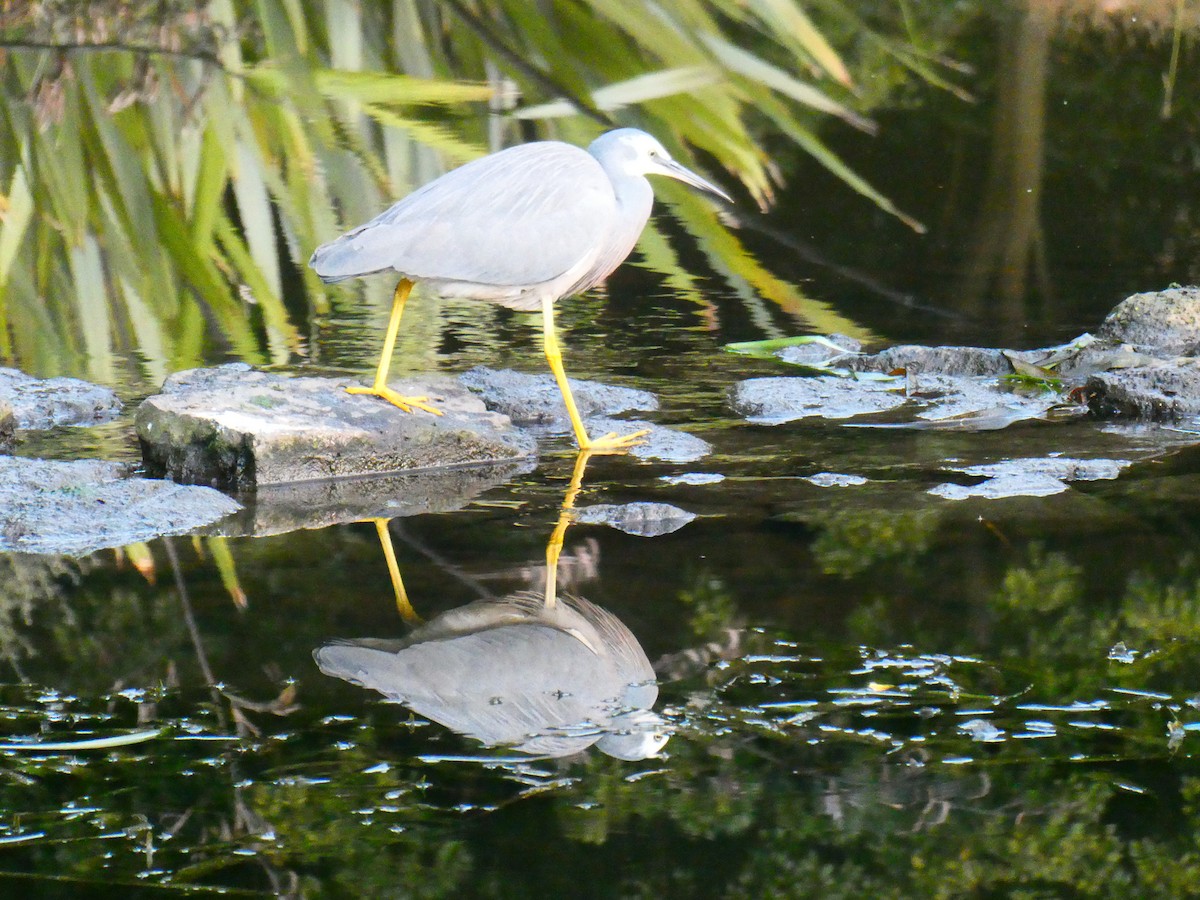 White-faced Heron - ML619611539