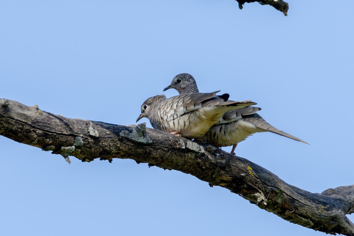 Scaled Dove - Gustavo Dallaqua