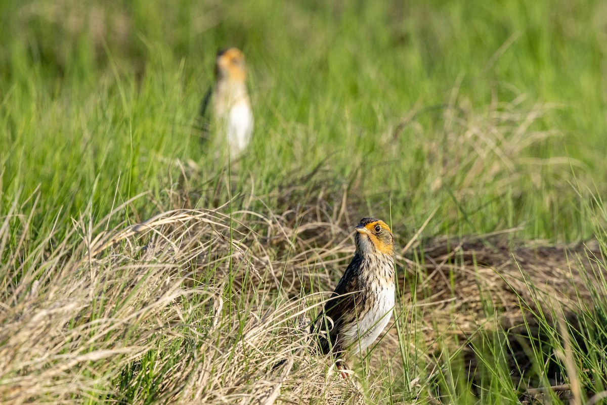 Saltmarsh Sparrow - Stinky Bird