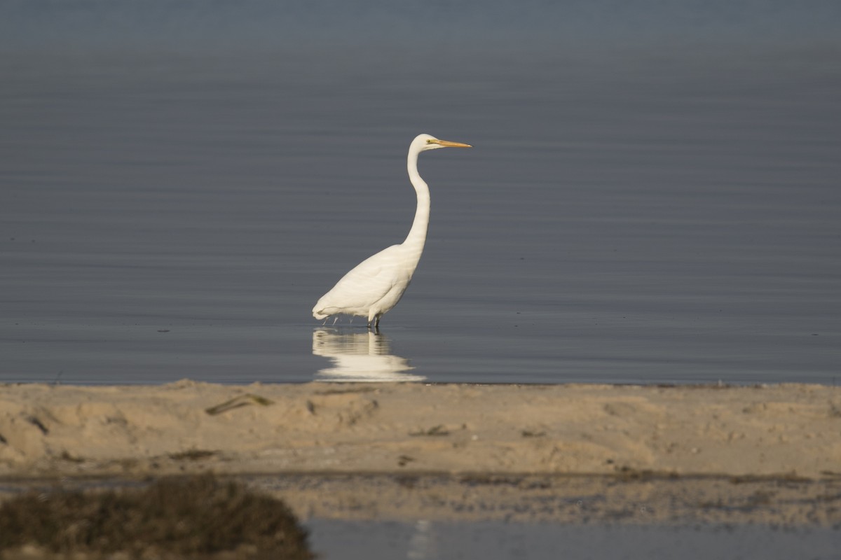 Great Egret - John Cantwell