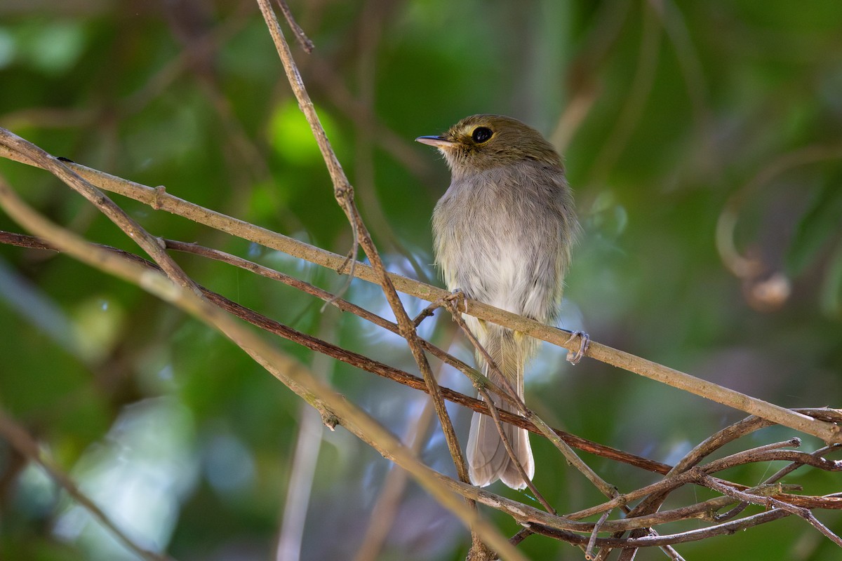 Drab-breasted Pygmy-Tyrant - Gustavo Dallaqua