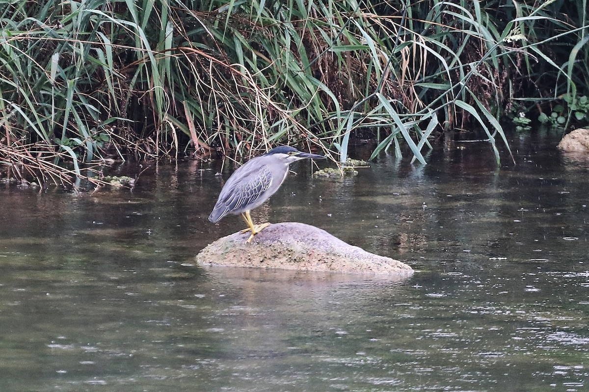 Striated Heron - Starlit Chen