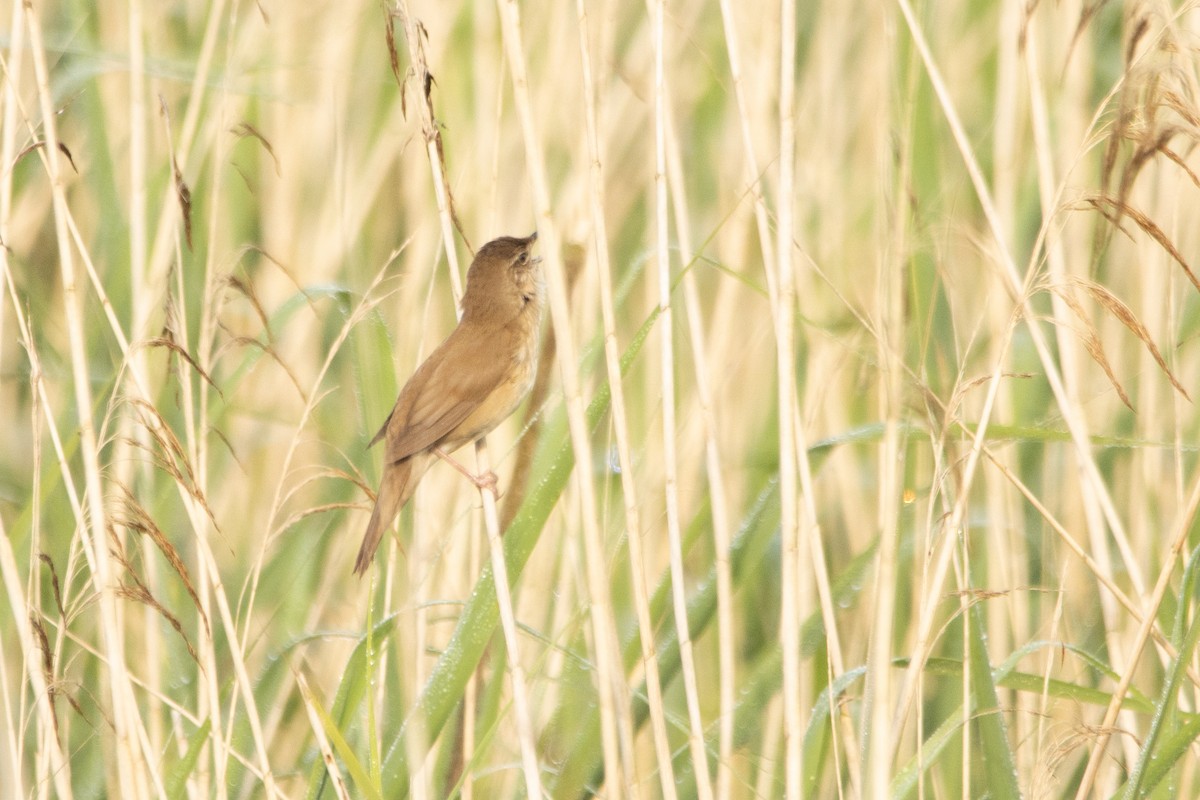 Savi's Warbler - Letty Roedolf Groenenboom