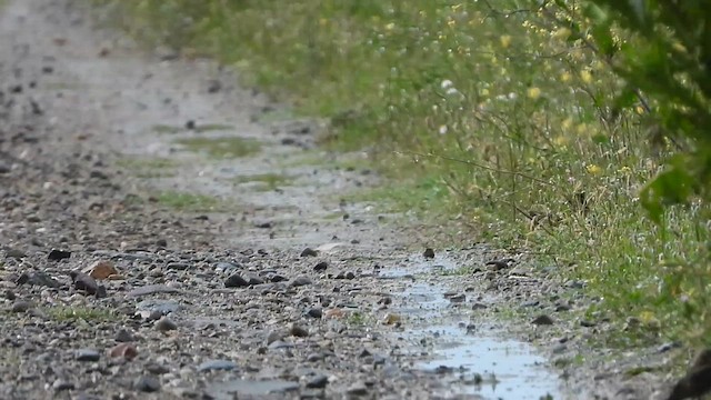 Western Yellow Wagtail (feldegg) - ML619611564