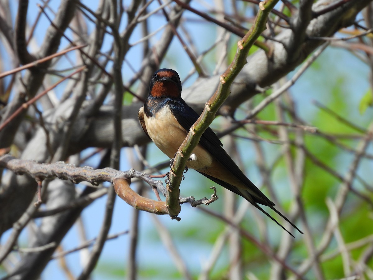 Barn Swallow - George Watola