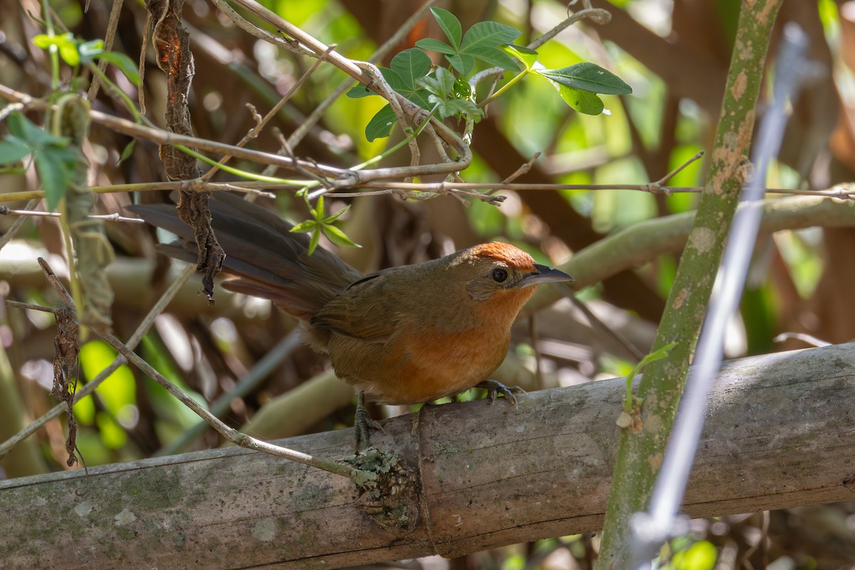 Orange-breasted Thornbird - Gustavo Dallaqua
