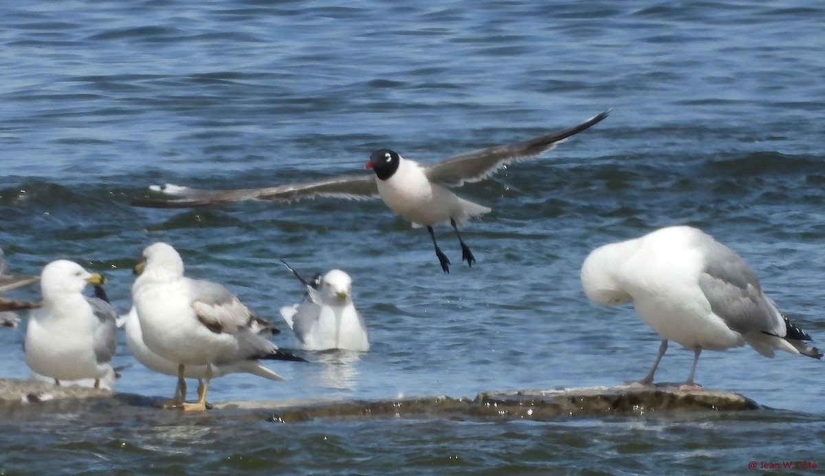 Mouette de Franklin - ML619611567