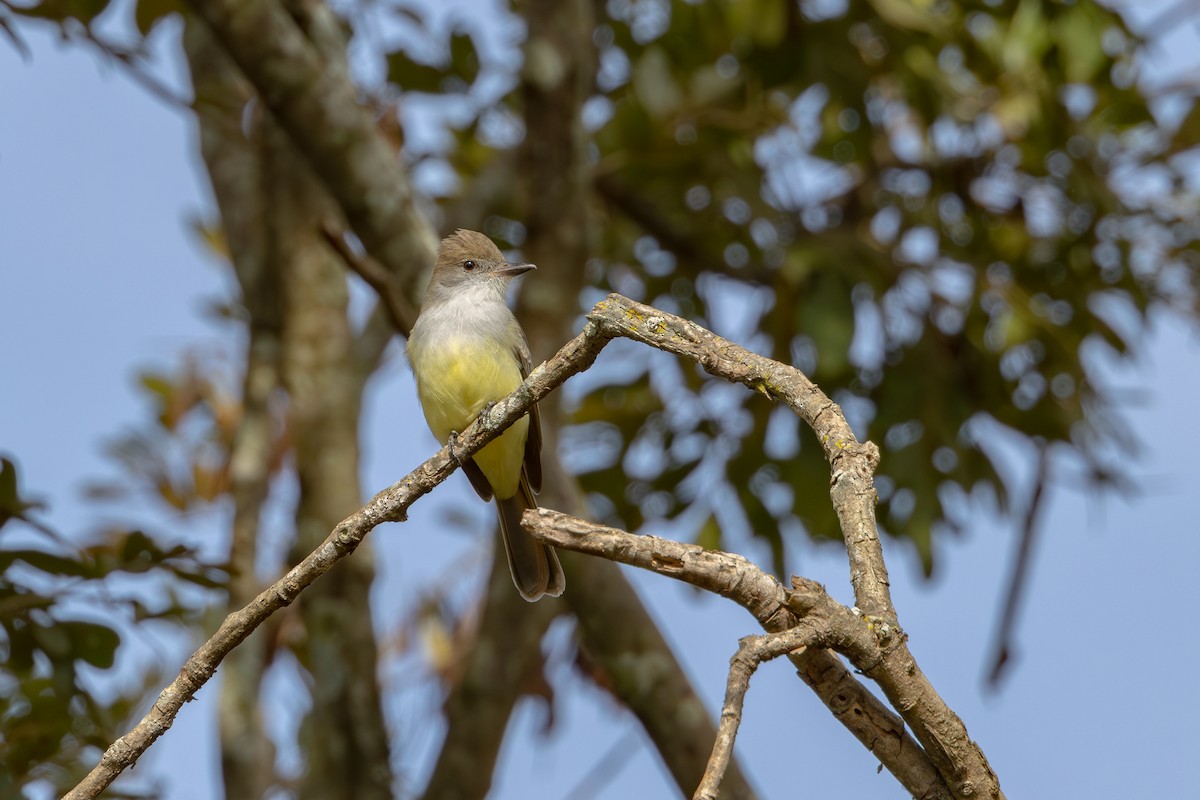 Brown-crested Flycatcher - Gustavo Dallaqua