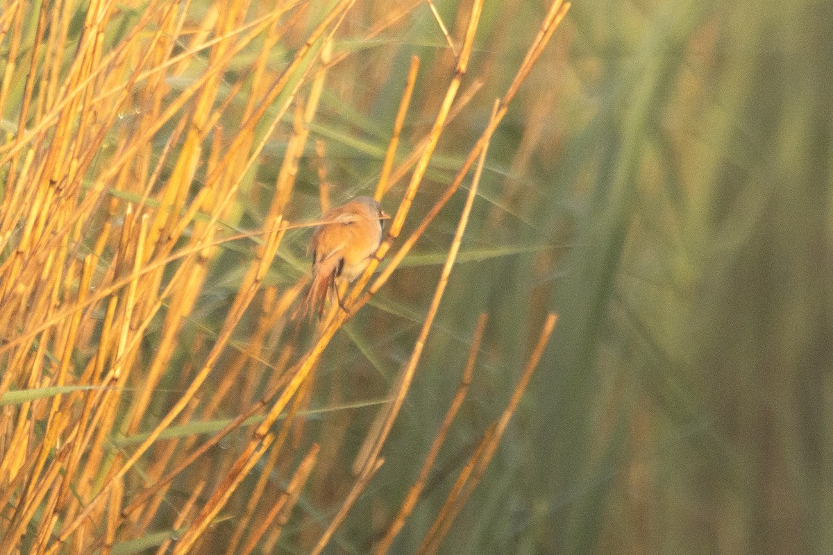 Bearded Reedling - Letty Roedolf Groenenboom