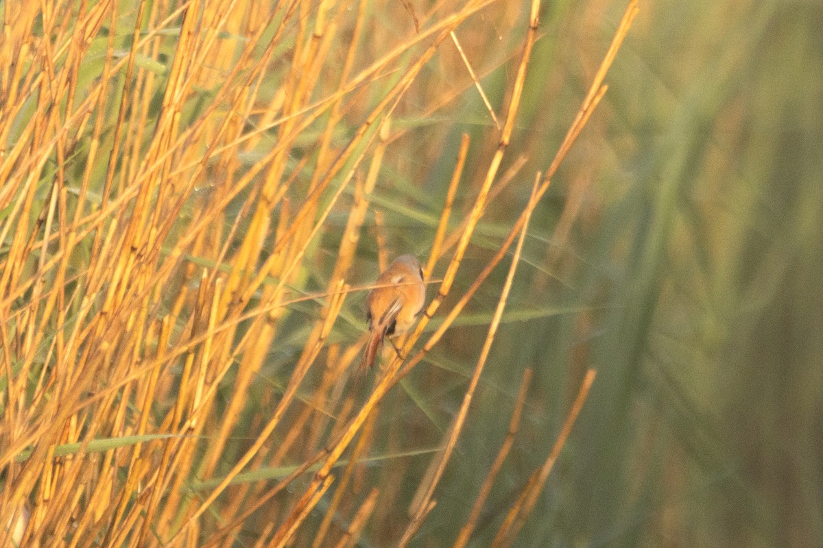 Bearded Reedling - Letty Roedolf Groenenboom