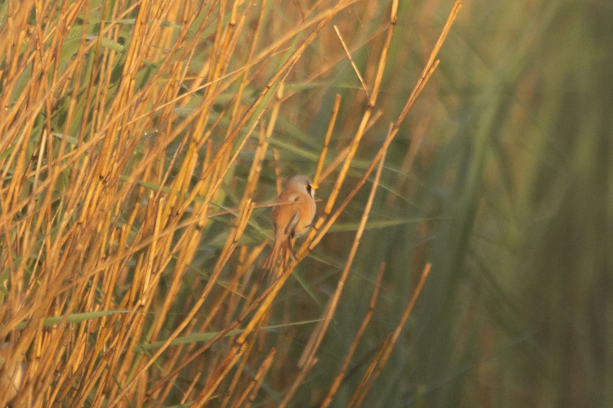 Bearded Reedling - Letty Roedolf Groenenboom