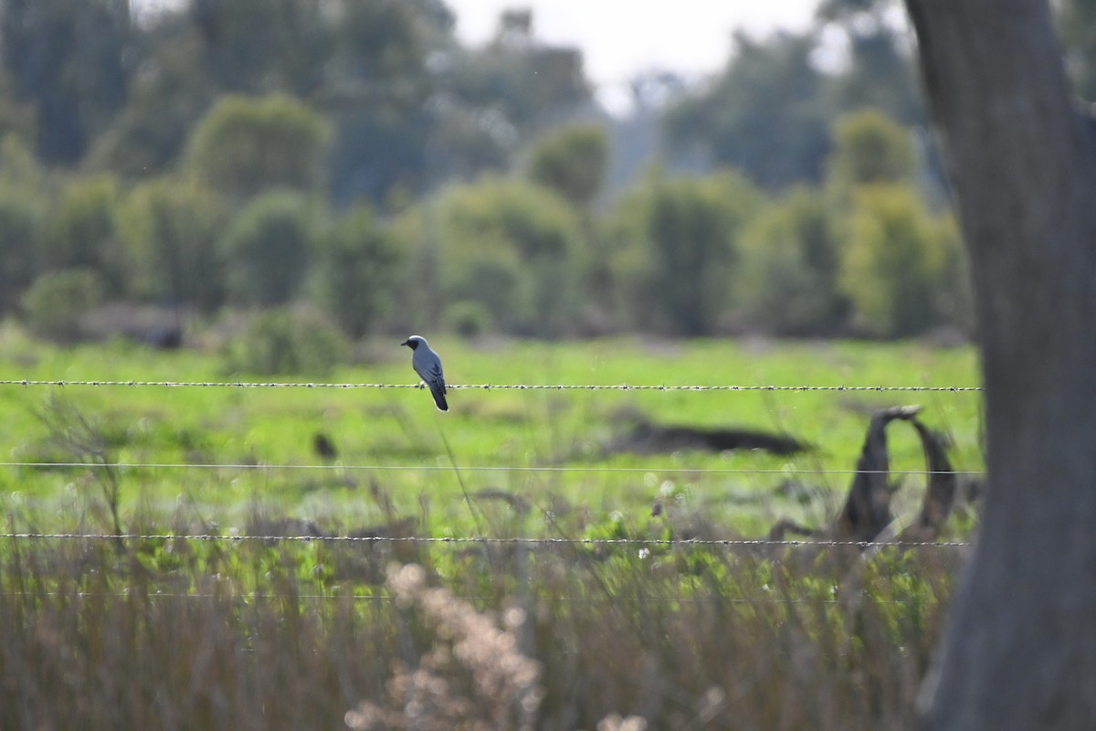 Black-faced Cuckooshrike - ML619611574