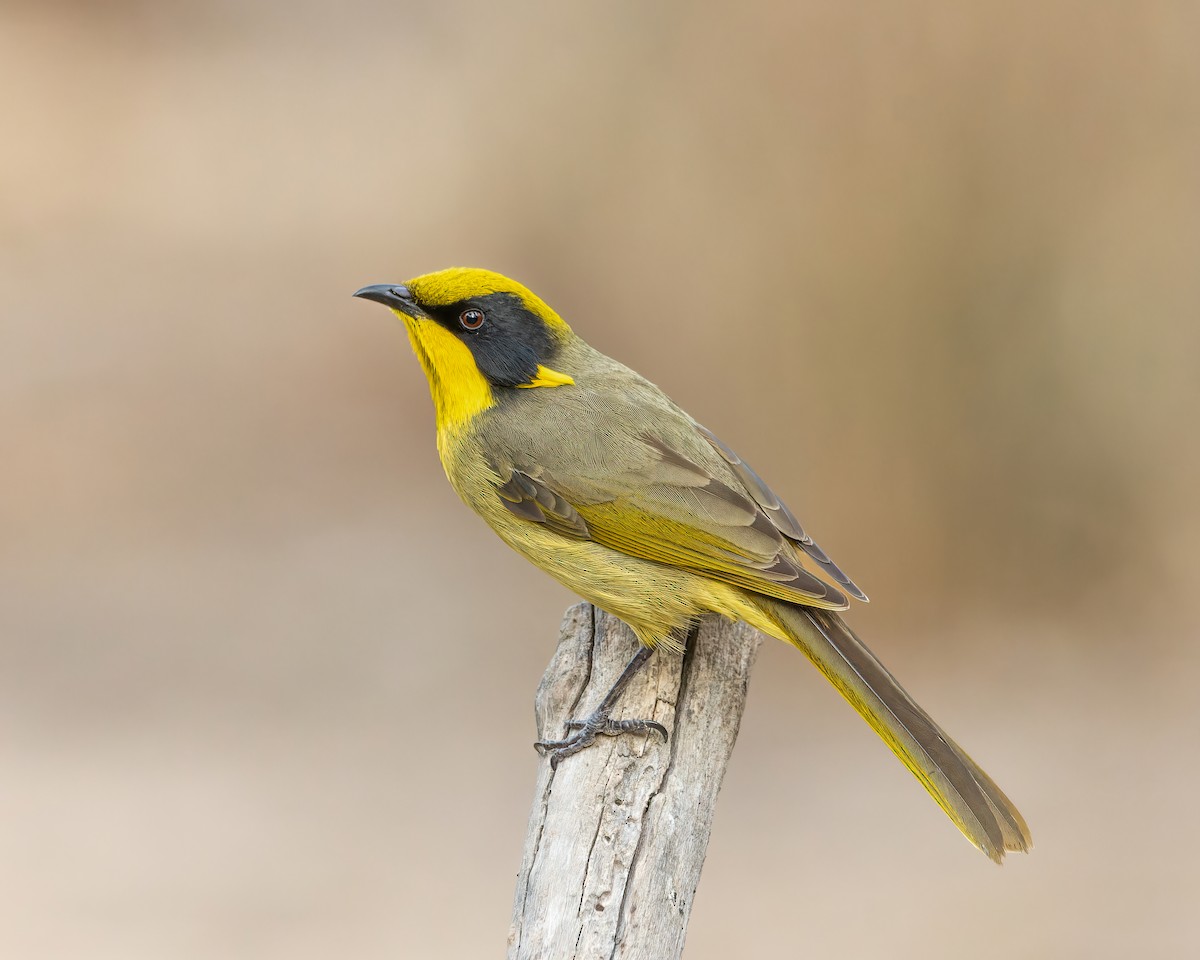 Yellow-tufted Honeyeater - Ben Johns