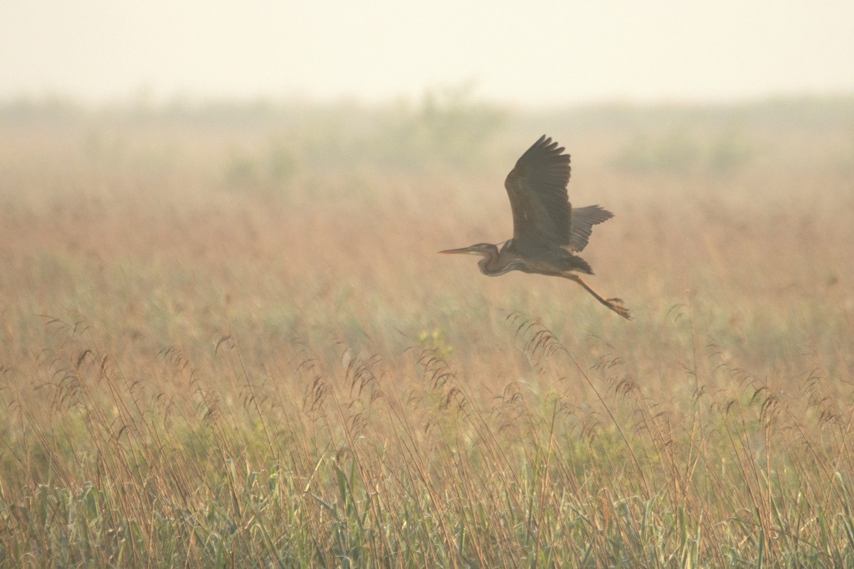 Purple Heron - Letty Roedolf Groenenboom