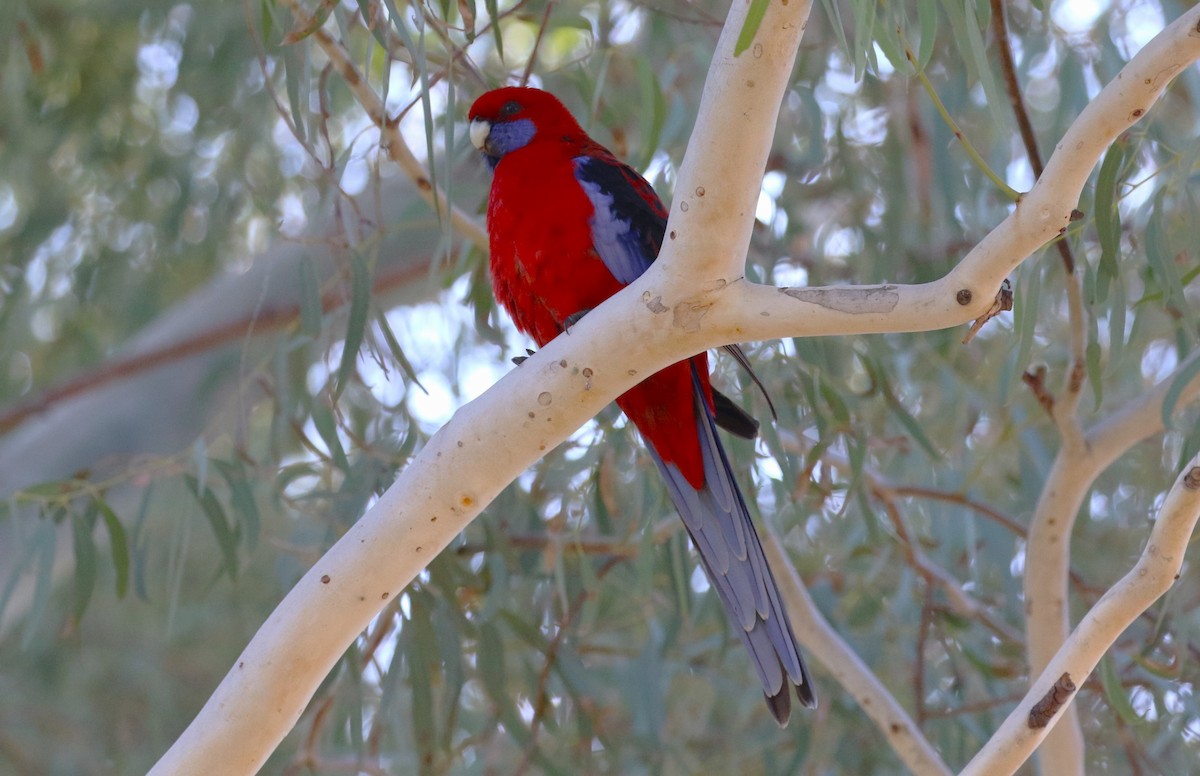 Crimson Rosella - ML619611580