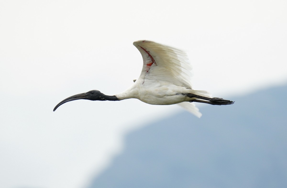 Black-headed Ibis - ML619611581