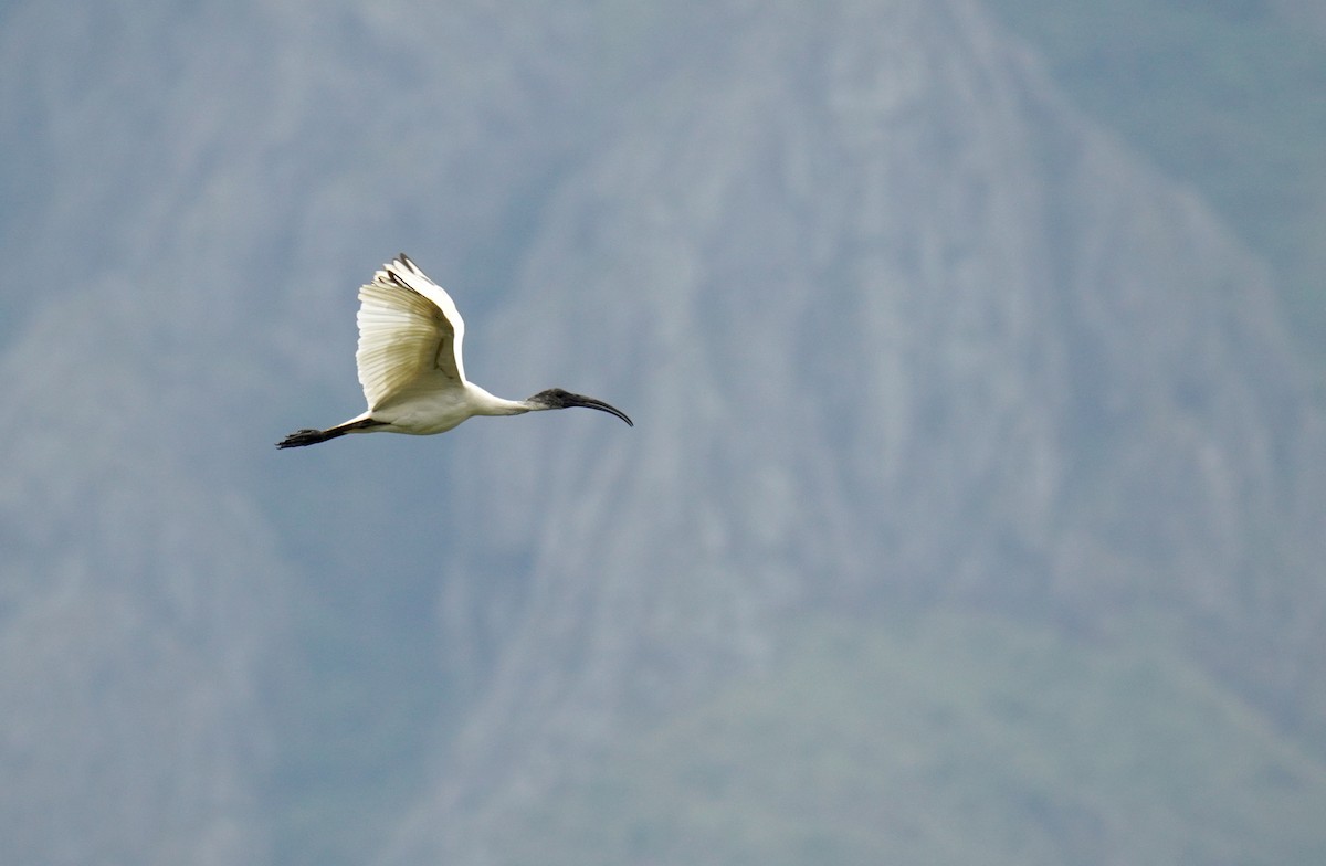 Black-headed Ibis - ML619611582