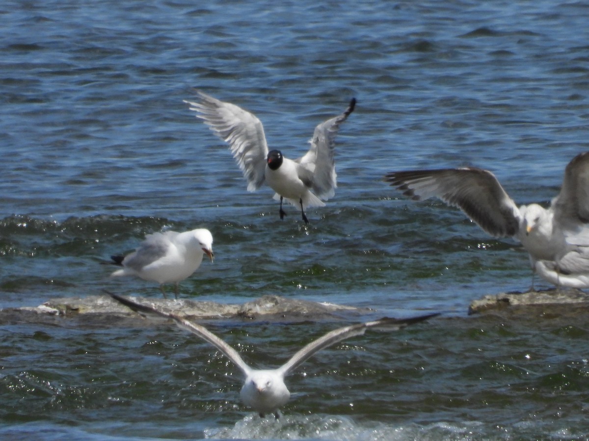 Franklin's Gull - Jean W. Côté