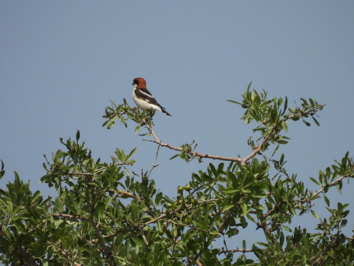 Woodchat Shrike - ML619611586