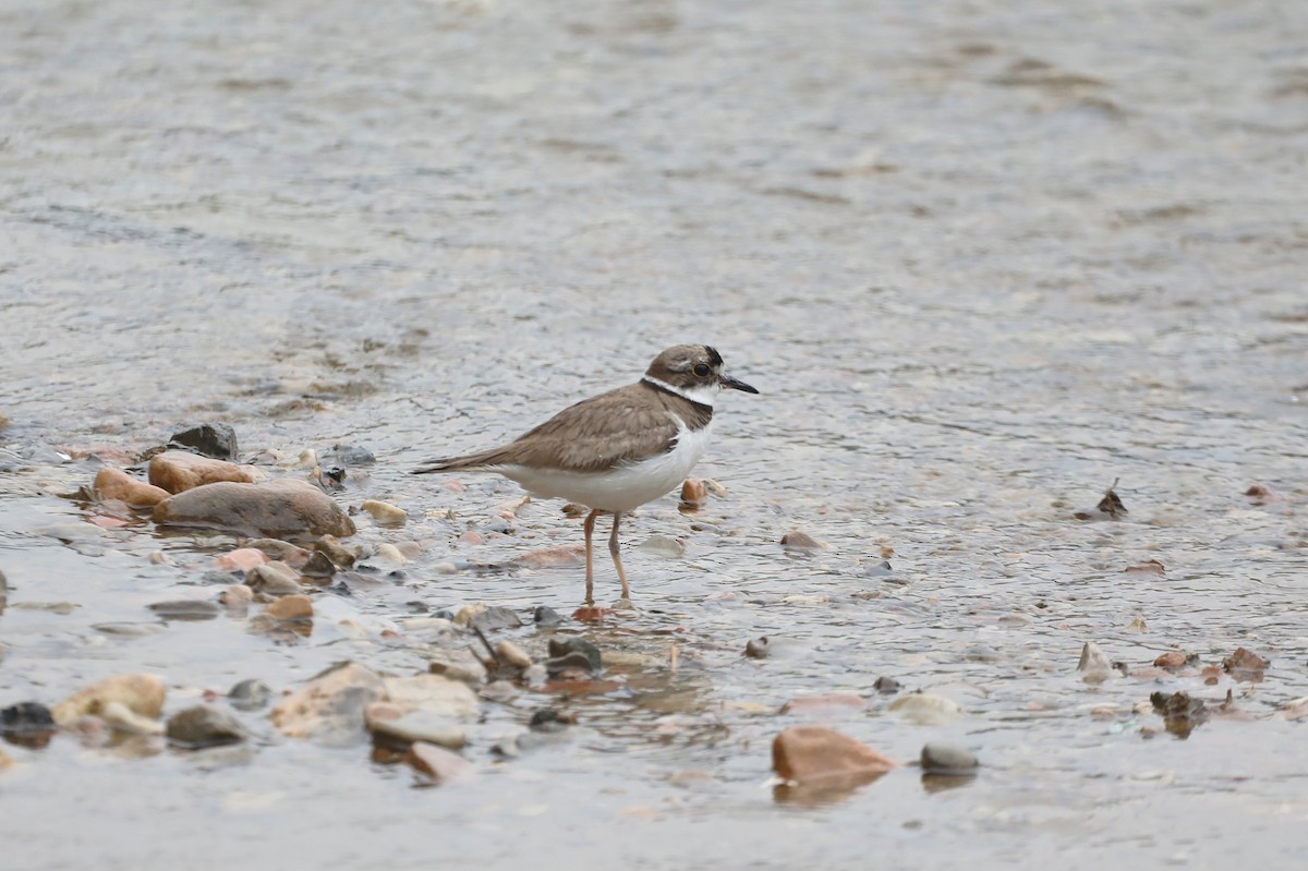 Long-billed Plover - ML619611601