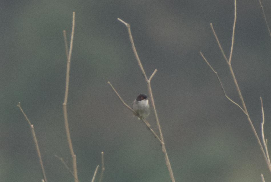 Sardinian Warbler - ML619611603