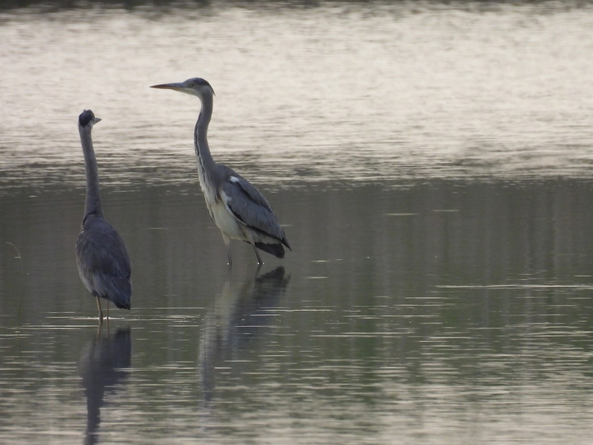 Gray Heron - ML619611608