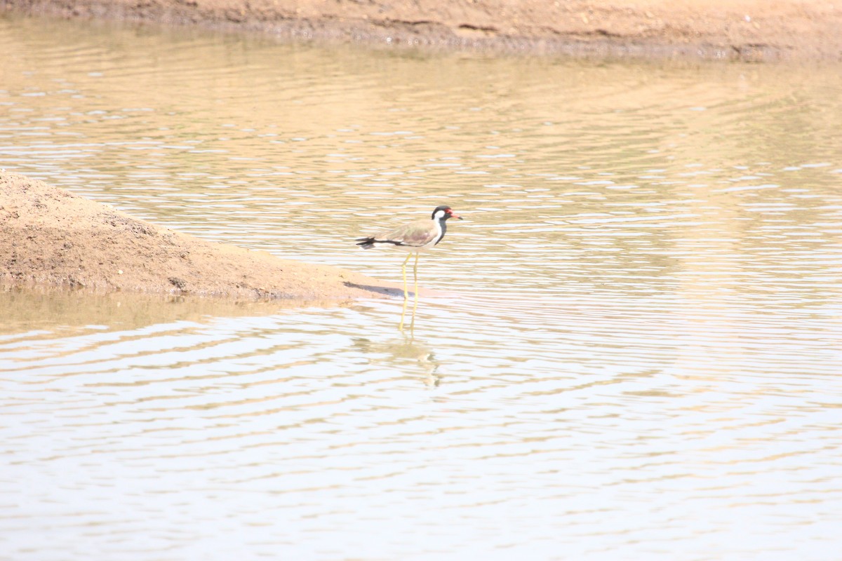 Red-wattled Lapwing - PARTH PARIKH