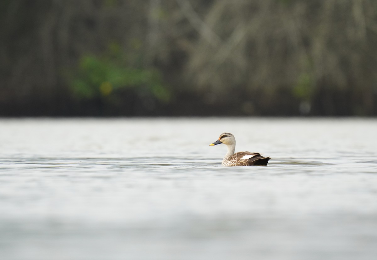 Indian Spot-billed Duck - Nathanael Poffley