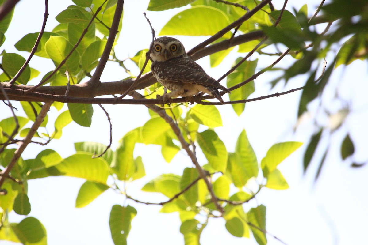 Spotted Owlet - PARTH PARIKH