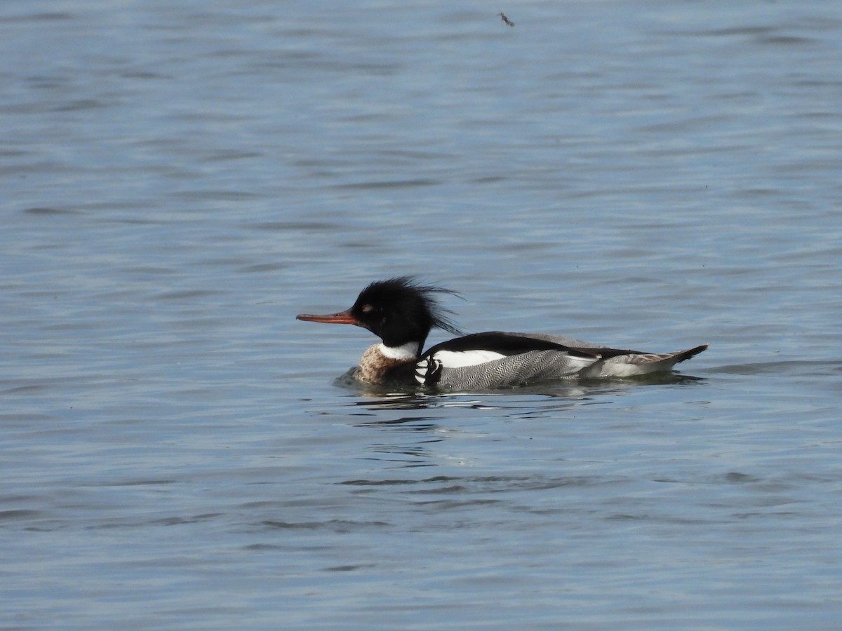 Red-breasted Merganser - Jean W. Côté